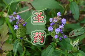 植物夏枯草有“圣药”之称，凉茶价值几十元每斤，野生资源稀缺视频封面