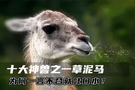 “神兽”羊驼为什么喜欢吐口水？只要生气，就秒变口水喷射机！视频封面