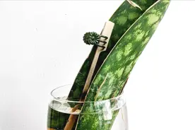 用废弃的鱼缸移栽虎皮兰，底部垫上这层东西特关键，防止烂根视频封面