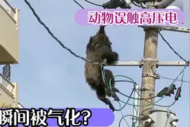 盘点：动物误触高压电，被瞬间气化消失，超震撼视频封面