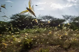 联合国警告，第二波蝗灾将席卷30国，千万平方公里土地受灾视频封面