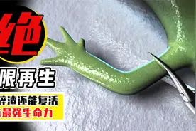 刀劈不死，无限重生，搅碎还能复活？盘点3个再生能力爆表的生物视频封面