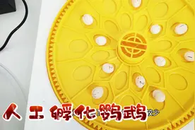 人工孵化鹦鹉第一天，全自动孵化设备，11个鹦鹉蛋准备齐全视频封面