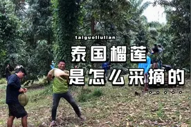 泰国榴莲是怎么采摘做成榴莲肉的？视频封面