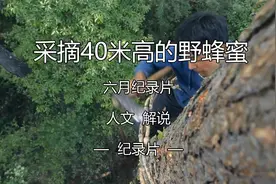 仅凭一根藤条，爬上40米高的大树，采摘香甜的野蜂蜜视频封面
