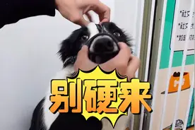 如何给狗狗戴上口罩（嘴套）？不用来硬的视频封面