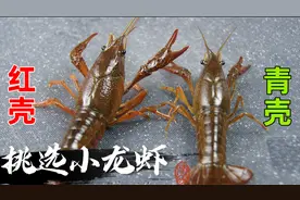 买小龙虾时，选红色还是青色的？差别竟然这么大，以后别再买错啦视频封面