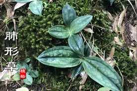 兰兰深山发现一片奇特植物，原来是药材“肺形草”，大家见过吗？视频封面