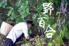 山里挖的野生紫色百合，长的跟大蒜一样，除了药用还能做美食视频封面