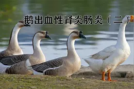 鹅出血性肾炎肠炎（二）视频封面