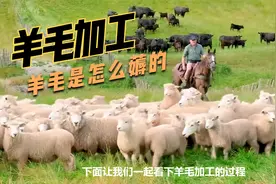 惊人的羊毛加工全过程，高档羊毛衫是如何制造的！
