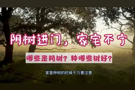 “阴树进门，家宅不宁”，哪些是阴树？种哪些树好？视频封面