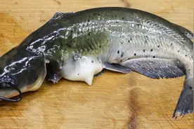 钳鱼炖豆腐的家常做法，鱼肉细嫩爽滑，久炖不烂，没有一点土腥味