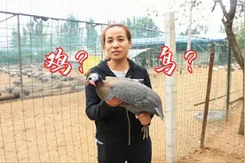 陕西农村的鸡长得像鸟，下的蛋袖珍价值却非常高！你肯定没见过！