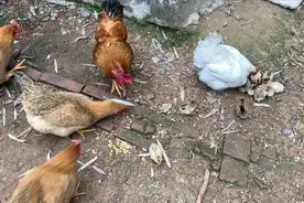 孵出来的小鸡下地吃东西了，老母鸡很保护小鸡，这就是为母则刚吧视频封面