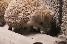 农博：刺猬全身都是宝，是上等美味佳肴，吃法多样滋补功能特别强视频封面