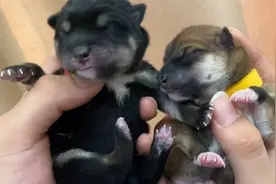 柴犬小奶狗出生七天体重大揭秘！真的太可爱了！