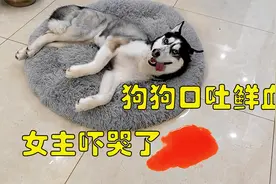 狗狗突然狂吐鲜血，躺在地上“奄奄一息”，女主吓的魂儿都没了视频封面