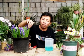 开完花的风信子，“接二连三”不停冒花苞，土培就是“霸气”视频封面