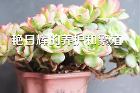 浅谈艳日辉的养护和繁殖视频封面