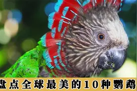 盘点全球10种最漂亮的鹦鹉，身上有1000种颜色？超出你的想象