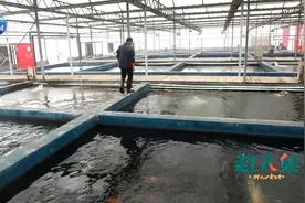 53个水池，一万多条锦鲤，一起来看看天津最大锦鲤养殖基地！视频封面