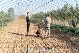 二牛家的红薯成熟啦，先到大老表这预定几个人，等干活时候不着急视频封面