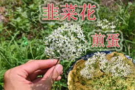 农村菜园韭菜花别扔，煎蛋比韭菜香，有哪些禁忌您了解吗？视频封面