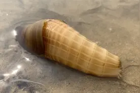 大海退潮后，丁丁赶海，发现绿贝壳里住满海星，还有可爱的小海兔视频封面