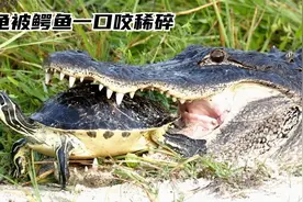 鳄鱼可怕的咬合力，把龟壳都干稀碎。视频封面