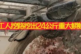 工人挖路挖出24公斤重大蟒蛇视频封面