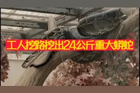 工人挖路挖出24公斤重大蟒蛇视频封面
