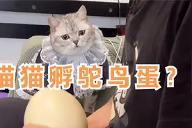 两百多一个的鸵鸟蛋竟然被猫孵碎了！结尾笑喷了！视频封面