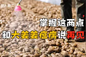 大姜种植中姜农最头疼的病害“姜瘟病”，两个防治小技巧总结！视频封面