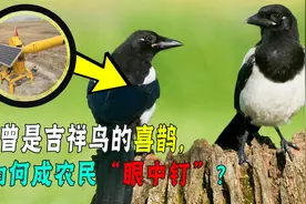 被叫作报喜鸟的喜鹊，为什么乡下不受农民待见？它做了哪些恶？视频封面