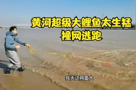 黄河超级大鲤鱼太生猛，被小伙一网扣住，撞开网直接逃走视频封面