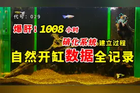 自然开缸-建立硝化系统需要多长时间？开缸42天全记录。视频封面