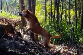 挑狗看嘴，老猎人就懂得土狗耐力，适不适合当土猎视频封面