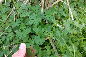 “野老鹳草”是害草也是草药！农田常见野草，药用价值了解一下