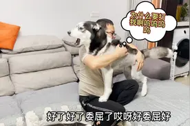 主人突然打狗狗一巴掌，二哈的反应太过激烈，看完笑得我肚子疼！