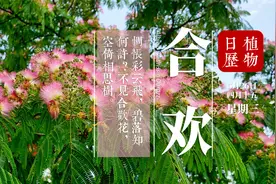甄嬛传中果郡王最喜欢的植物，用来祝福婚姻幸福 你知道是什么吗