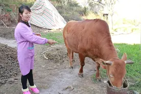 家里的大耕牛撞树上，把牛角撞掉了一只，老爸说要少卖500元钱！