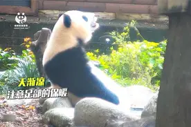 熊猫养生指南，教你温暖进入冬天~视频封面