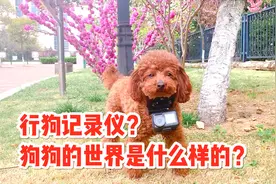 把运动相机绑在泰迪身上，狗狗眼中的世界是什么样子的？