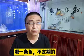 观赏鱼出现蹭缸的情况会有哪些因素？原因其实很多的