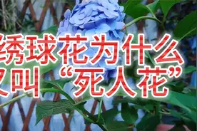 绣球花为什么又叫死人花？视频封面