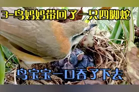 3-鸟妈妈带回了一只四脚蛇，鸟宝宝一口吞了下去视频封面