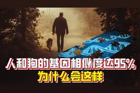 人和狗的基因相似度高达95%，什么是基因相似度？为什么会这样？