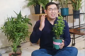 茉莉花怎么养？园艺师教你，茉莉花的详细养护技巧视频封面