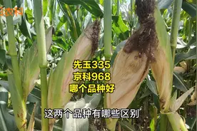 先玉335和京科968，这两个品种有什么区别，哪个品种更好视频封面